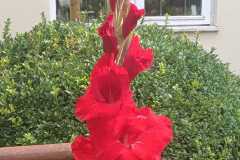 IMG-20250729-WA0000