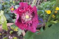 IMG-20251018-WA0000