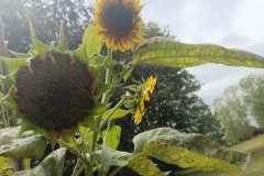 IMG-20251018-WA0008