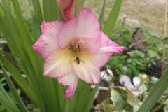 IMG-20251018-WA0009