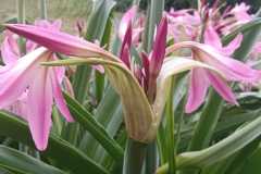 IMG-20251018-WA0010
