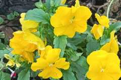 IMG-20251018-WA0018