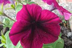 IMG-20251018-WA0020