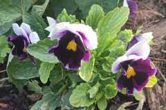 IMG-20251018-WA0023