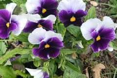 IMG-20251018-WA0024